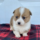 �t��ata Pembroke Welsh Corgi