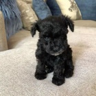 mal�ch kn�ra��