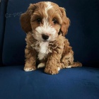 �t��ata Cavapoo