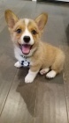 �t��ata Pembroke Welsh Corgi