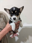 �t��ata Pembroke Welsh Corgi