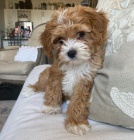 �t��ata Cavapoo