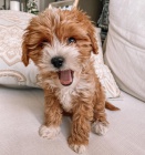 �t��ata Cavapoo