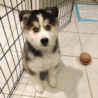 Prod�m �t��ata Pomsky.