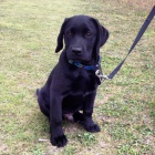 Zdrav� �t��ata labradorsk�ho retr�vra. Schv�leno veterin��em. V p��pad� z�jmu m� kontaktujte