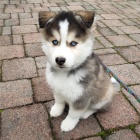 �t��ata sibi�sk�ho huskyho k adopci. dob�e tr�novan� a zdrav�.