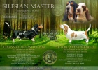 tata Basset