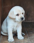 Nabdka tat labradorskho retrievera