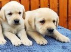 Nabdka tat labradorskho retrievera