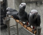 Parrots and Fertile Eggs For Sale