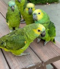Parrots and Fertile Eggs For Sale