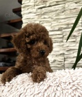 erven toy pudlov