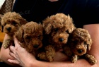 erven toy pudlov