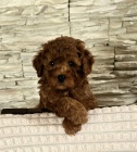 erven toy pudlov