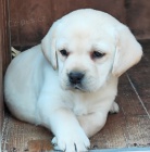 Nabdka tat labradorskho retrievera