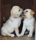 Nabdka tat labradorskho retrievera