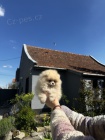 Pomoansk pic tata