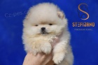 Pomeranian BOO medvdci, tata Pomeranian Spitz
