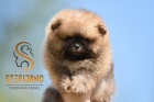 Pomeranian BOO medv�dci, �t��ata Pomeranian Spitz