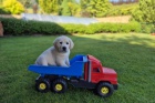 Labradorsk retriever - ttka s PP