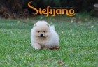 �t��ata Pomeranian BOO, �t��ata Pomeranian Spitz