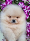 �t��ata Pomeranian BOO, �t��ata Pomeranian Spitz