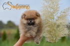 �t��ata Pomeranian BOO, �t��ata Pomeranian Spitz