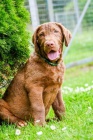 Hn�d� retriever(jako hn�d� labrador-chesapeake)sPP