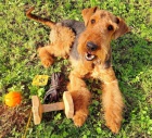 Prod�m �t��ata airedale terrier ( erdelterrier )