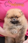 Pomeranian BOO �t��ata