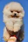 Pomeranian BOO �t��ata