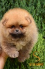 Pomeranian BOO �t��ata