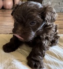 Rusk� barevn� bolonka -�t���tka s PP