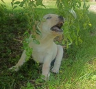 Nab�dka �t�n�te labradorsk�ho retrievera