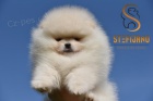 Pomeranian BOO �t��ata