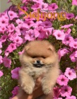 Pomeranian BOO �t��ata