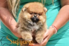 Pomeranian BOO �t��ata