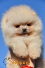 Pomeranian BOO �t��ata