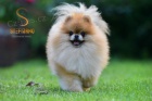Pomeranian BOO �t��ata