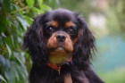 Kaval�r king charles spaniel s PP �t�n�