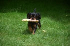 Kaval�r king charles spaniel s PP �t�n�