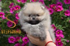 Pomeranian BOO �t��ata
