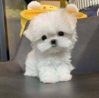 �t��ata malt�z�k�