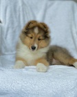 �t��ata sheltie