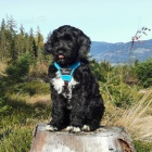 portugalsk�ho vodn�ho psa k adopci