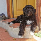 portugalsk�ho vodn�ho psa k adopci