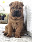 �t��ata o�kovan� shar-pei.