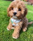 �t��ata Cavapoo