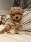 MNI Maltipoo