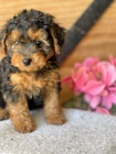 MINI YORKIPOO